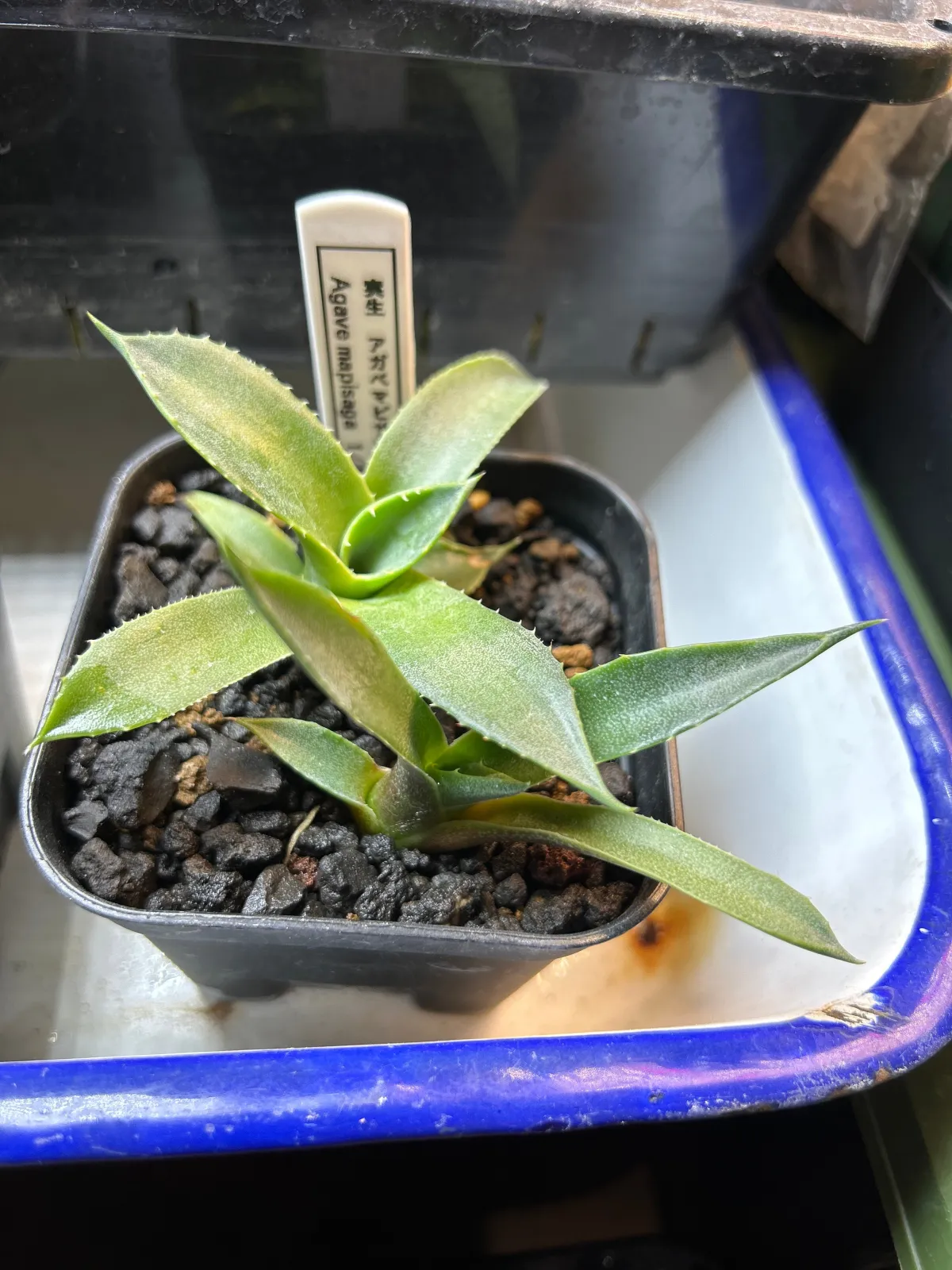Agave mapisaga (アガベ マピサガ)