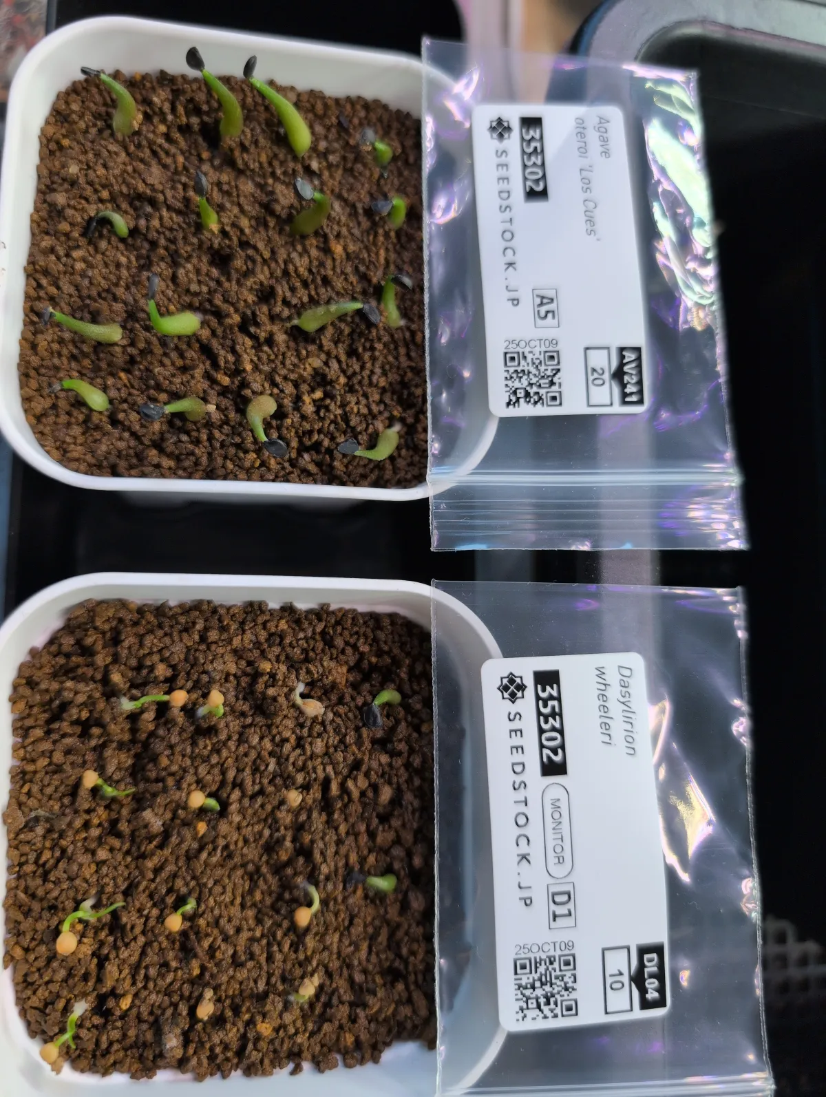 Agave oteroi (アガベ オテロイ ロス・クエス)