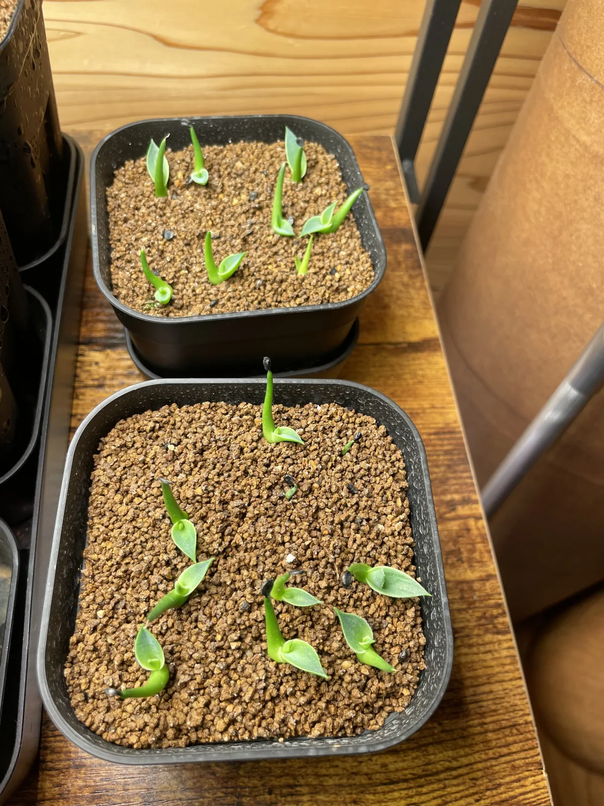 Agave utahensis var. eborispina (アガベ エボリスピナ ヘイフォード)