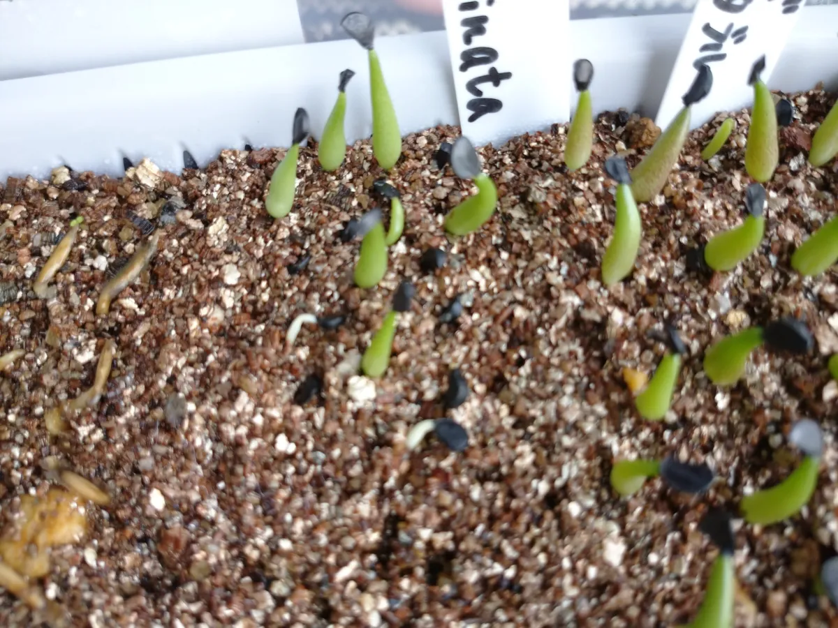 Agave albomarginata (アガベ アルボマルジナータ)