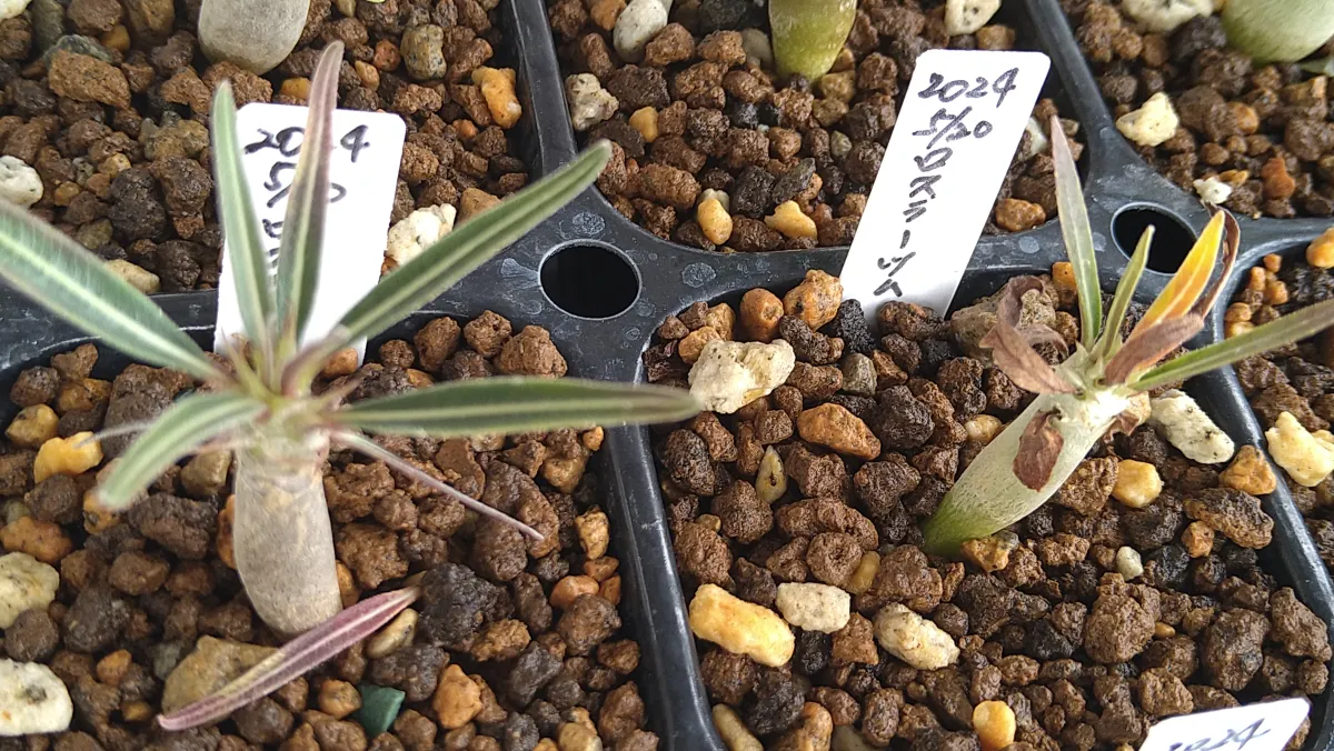 Pachypodium rosulatum (パキポディウム ロスラーツム)