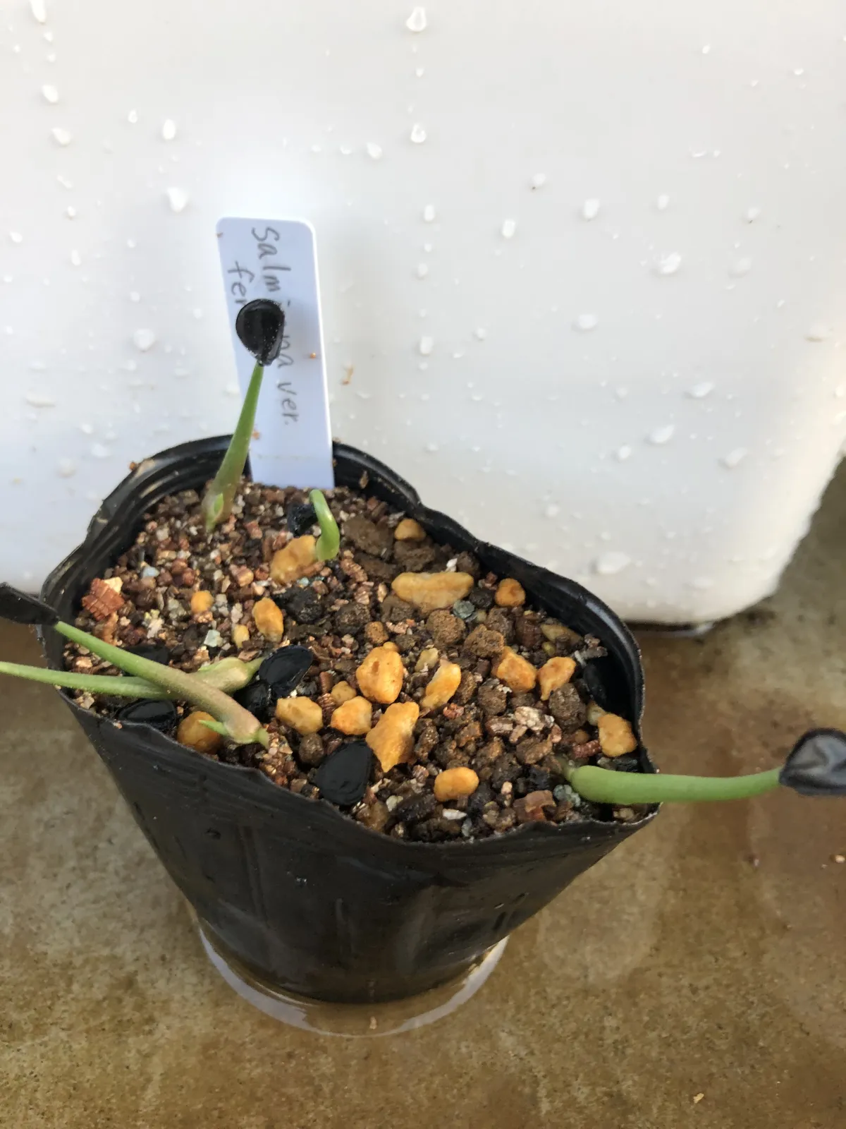 Agave salmiana ssp. salmiana (アガベ サルミアナ)