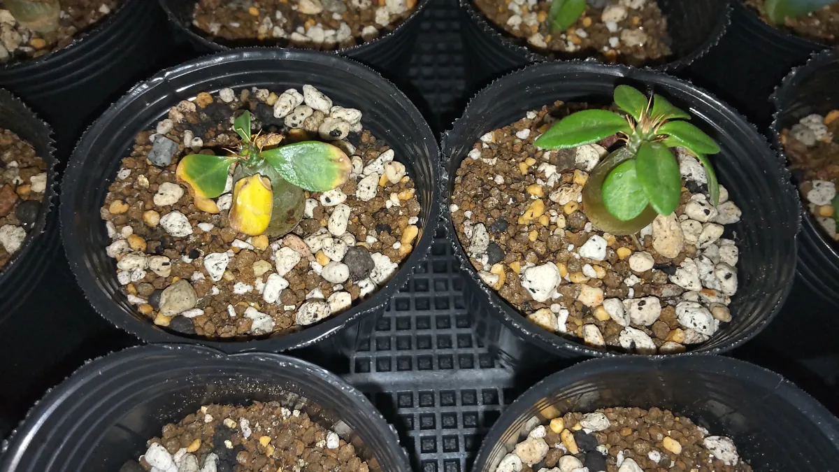 Pachypodium succulentum (パキポディウム サキュレンタム)