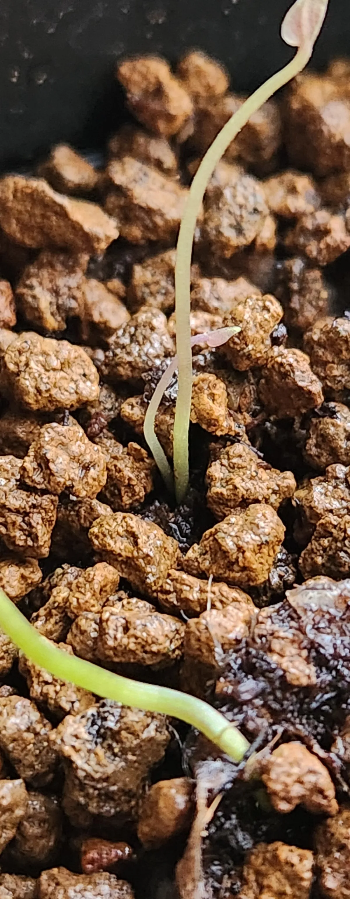 Dioscorea elephantipes ([チャレンジ種子] 亀甲竜)