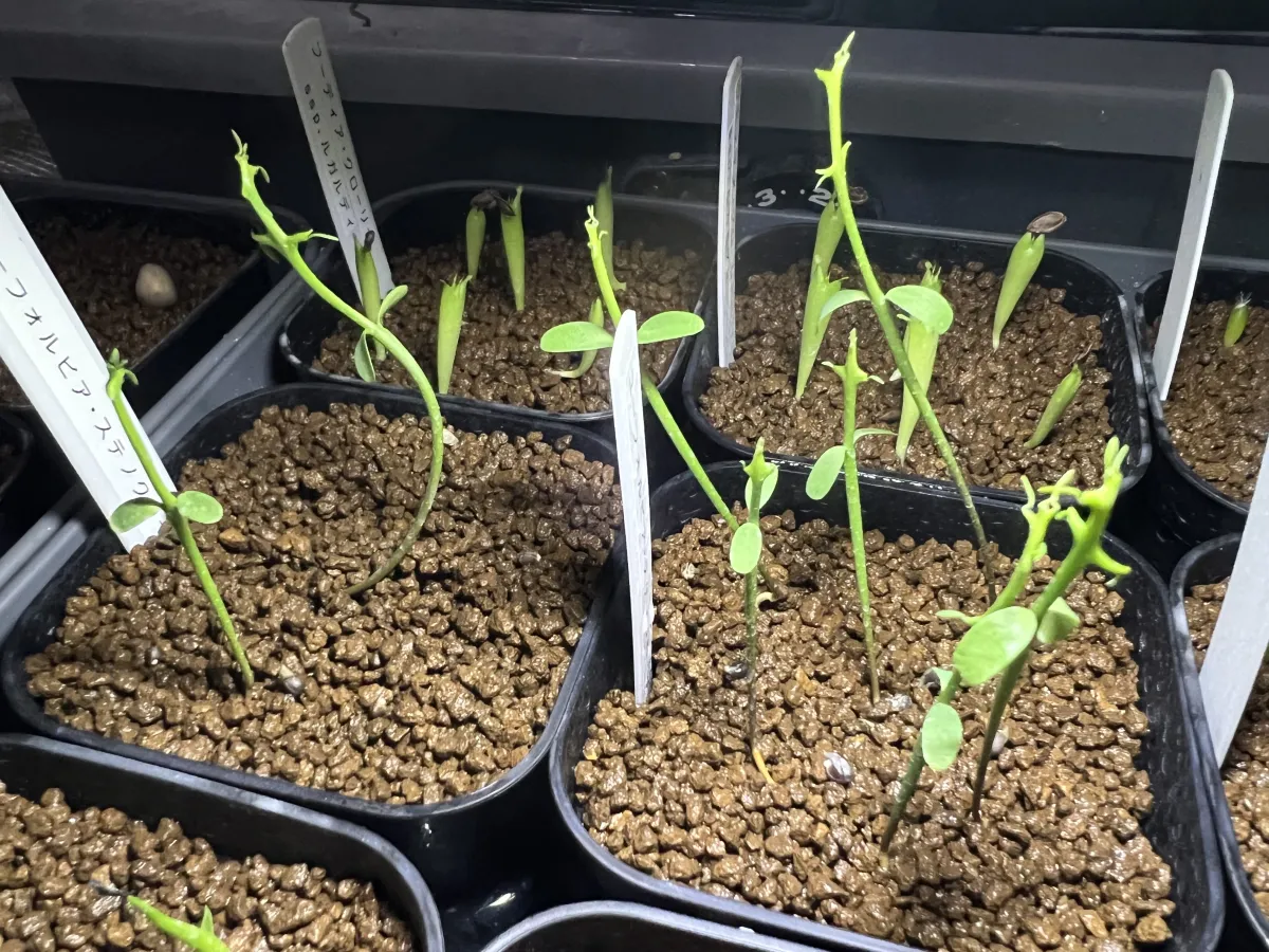 Euphorbia stenoclada (ユーフォルビア ステノクラーダ)