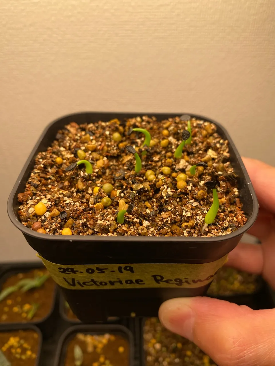 Agave victoriae-reginae ssp. victoriae-reginae (アガベ ビクトリアレジーナエ 笹の雪)