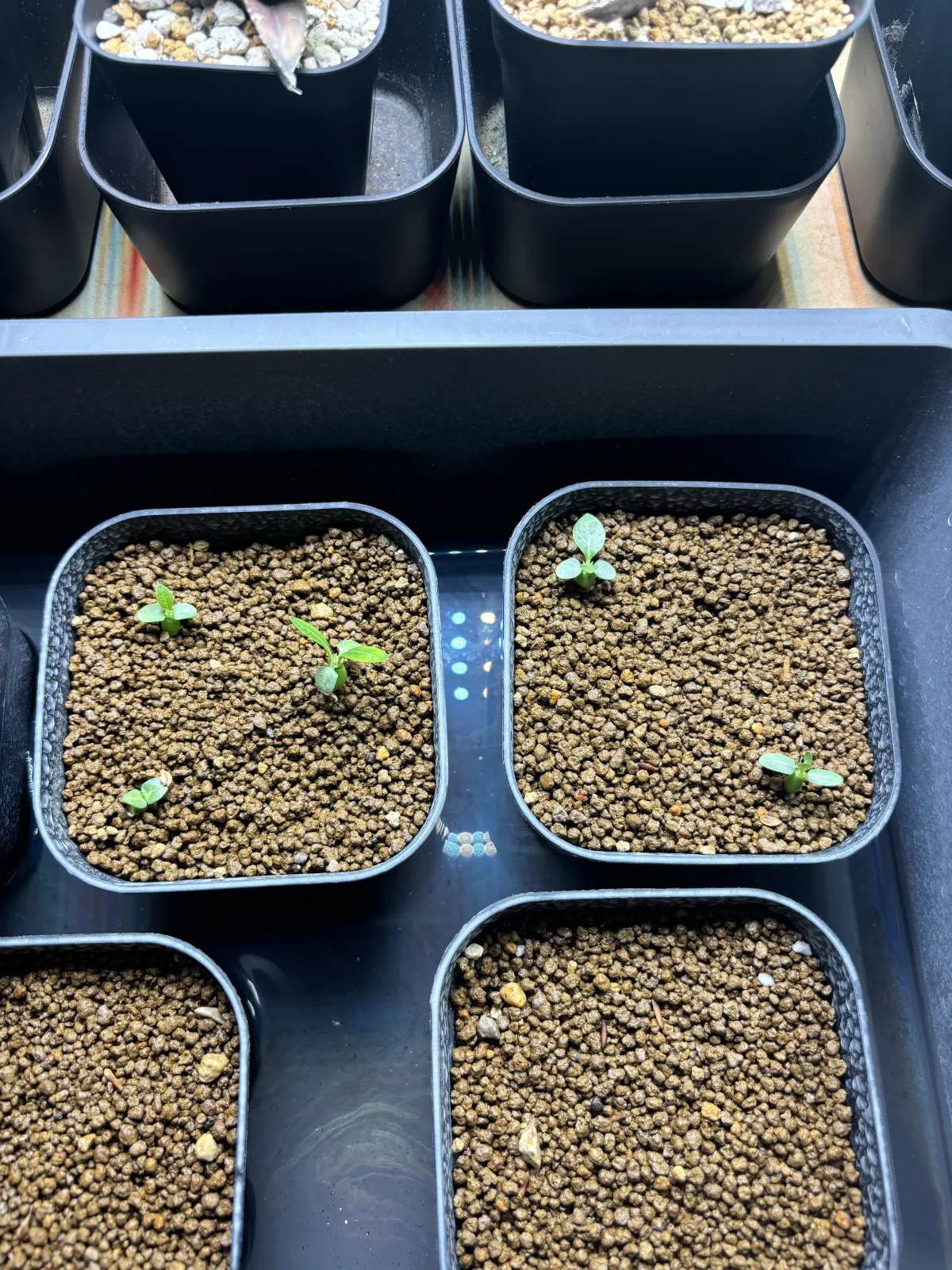 Pachypodium brevicaule (パキポディウム ブレビカウレ（長茎）)