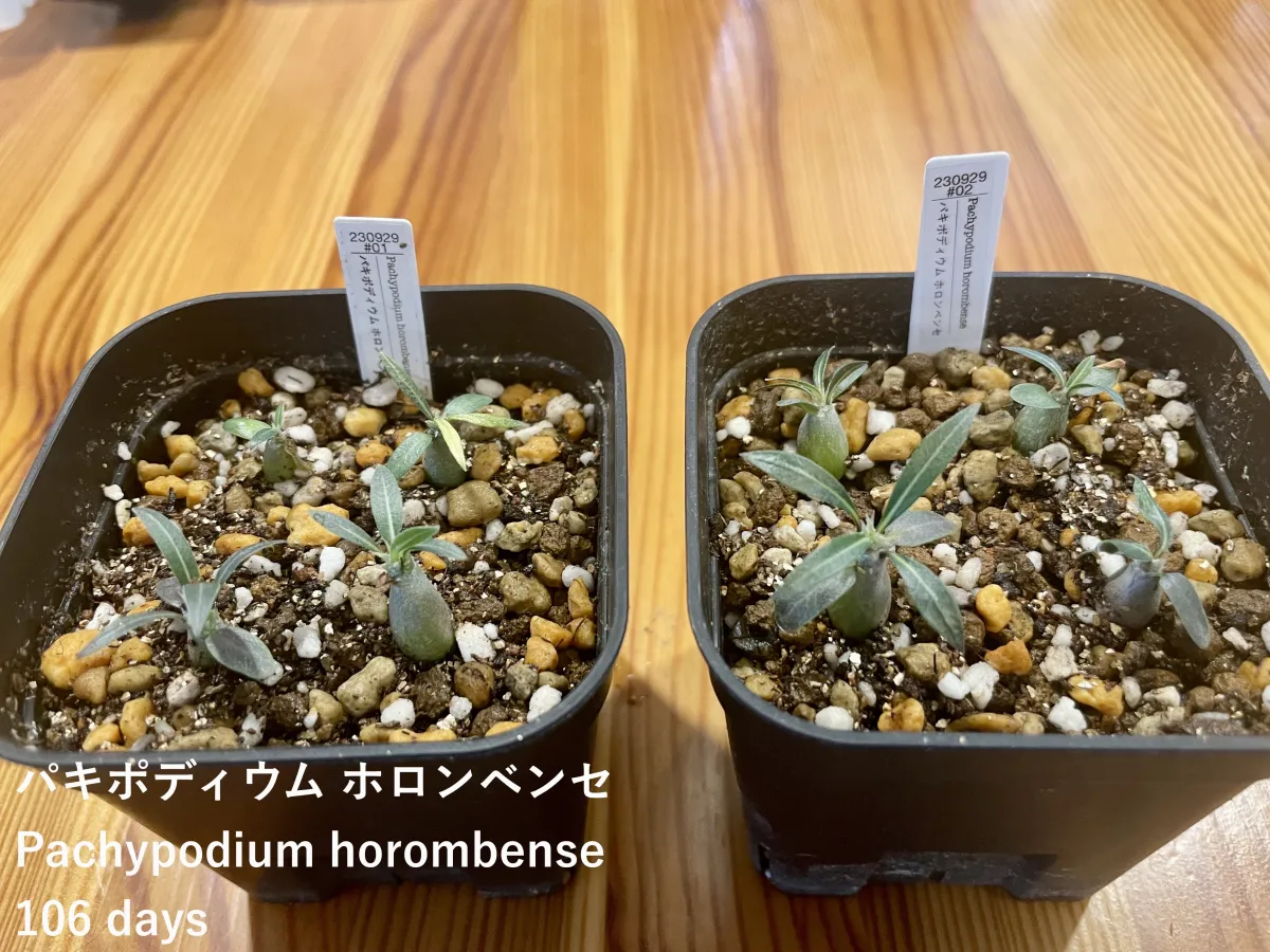 Pachypodium horombense (パキポディウム ホロンベンセ)