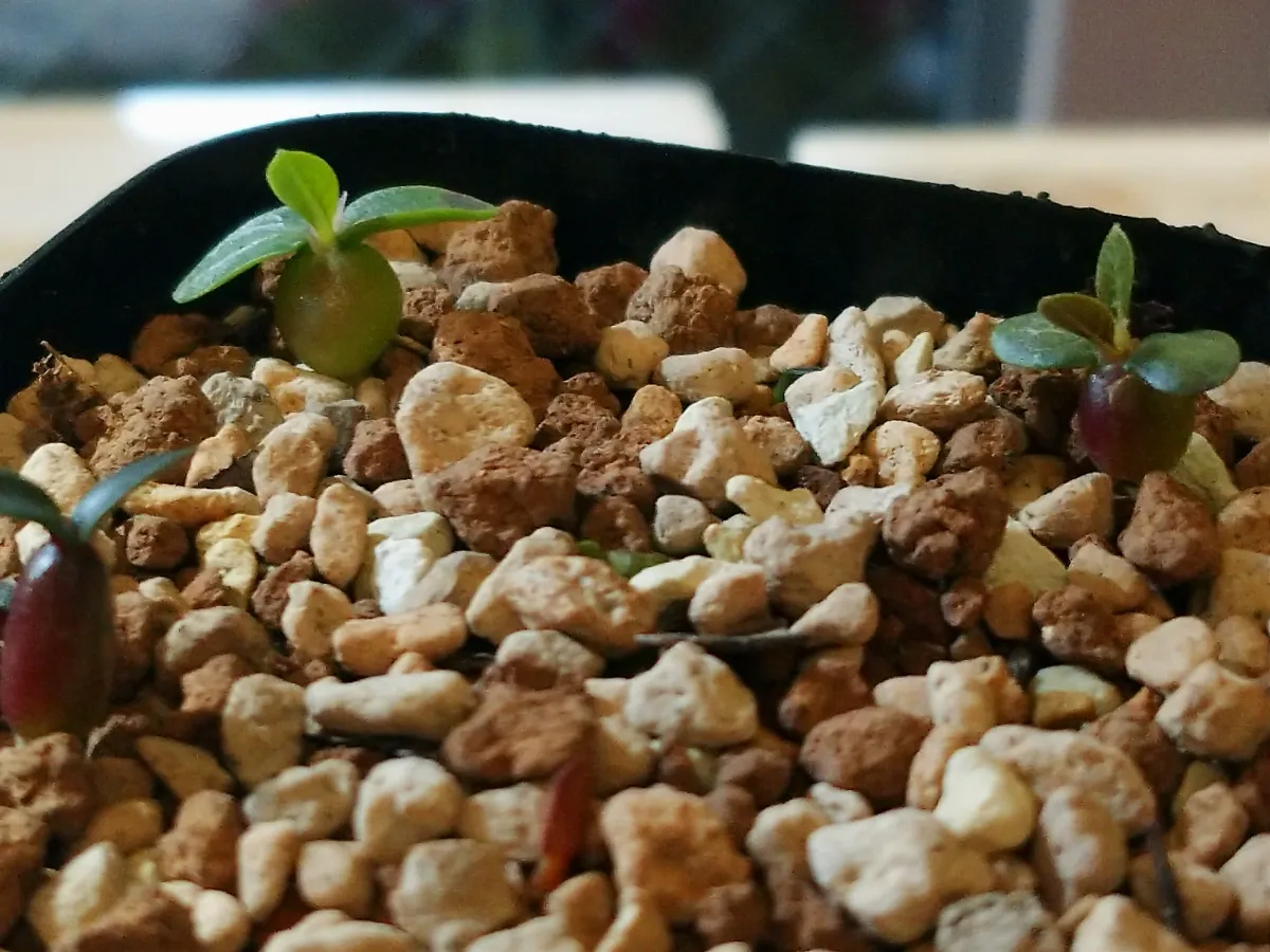 Pachypodium brevicaule subsp. leucoxanthum (パキポディウム レウコキサンツム)