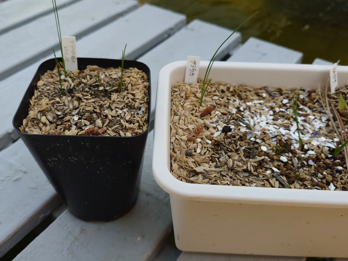 Xanthorrhoea glauca (ザントロエア グラウカ)