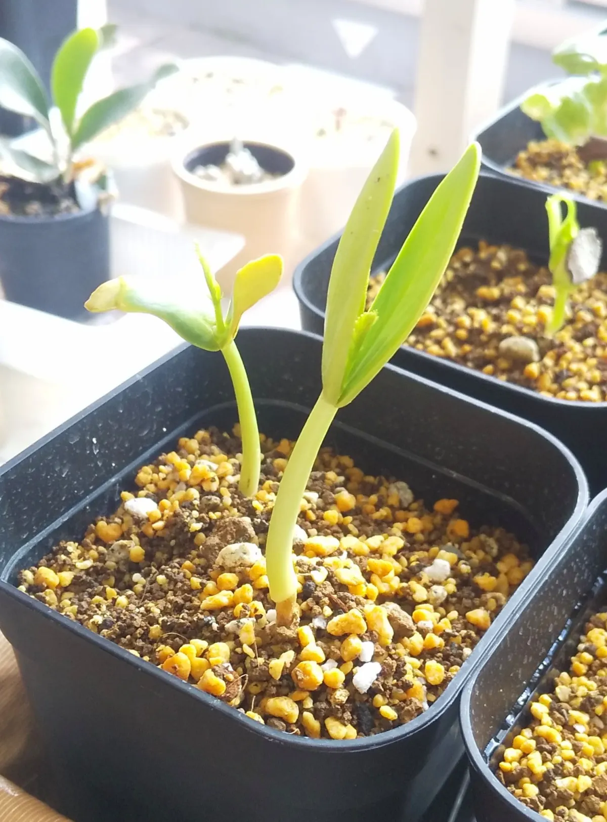 Delonix regia (デロニクス レジア 鳳凰木)