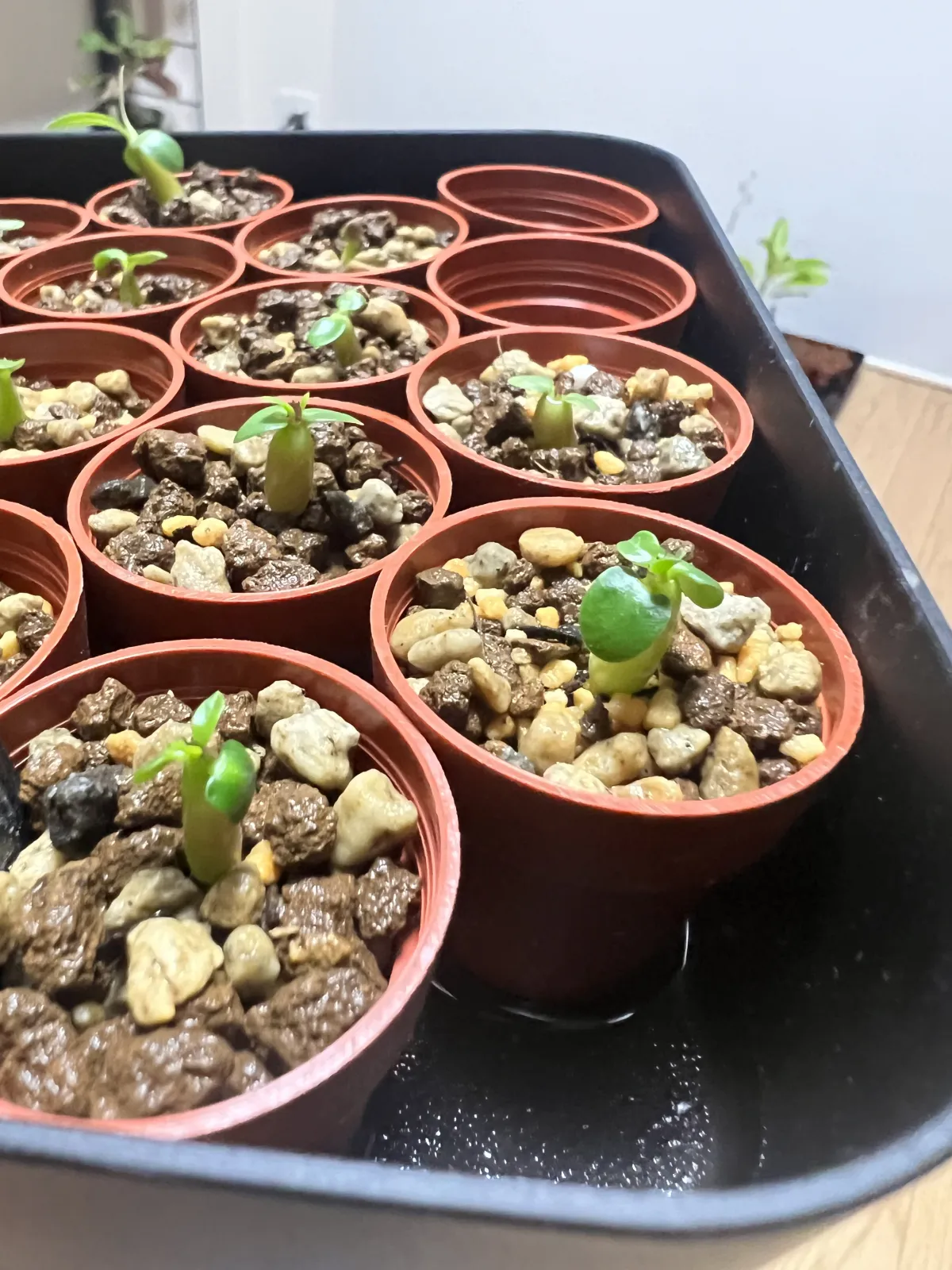 Pachypodium succulentum (パキポディウム サキュレンタム)