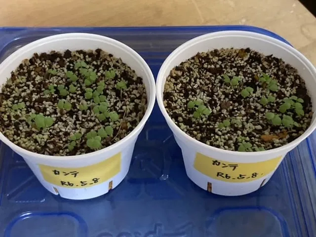 Echeveria cante (エケベリア カンテ)