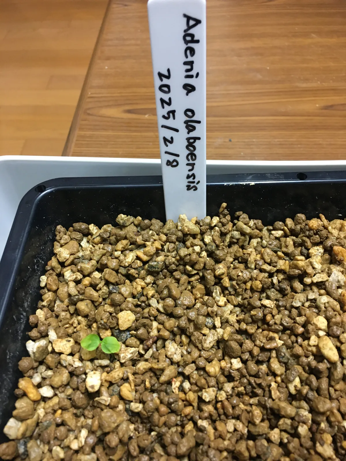Adenia olaboensis ([発芽チャレンジ] アデニア オラボエンシス)
