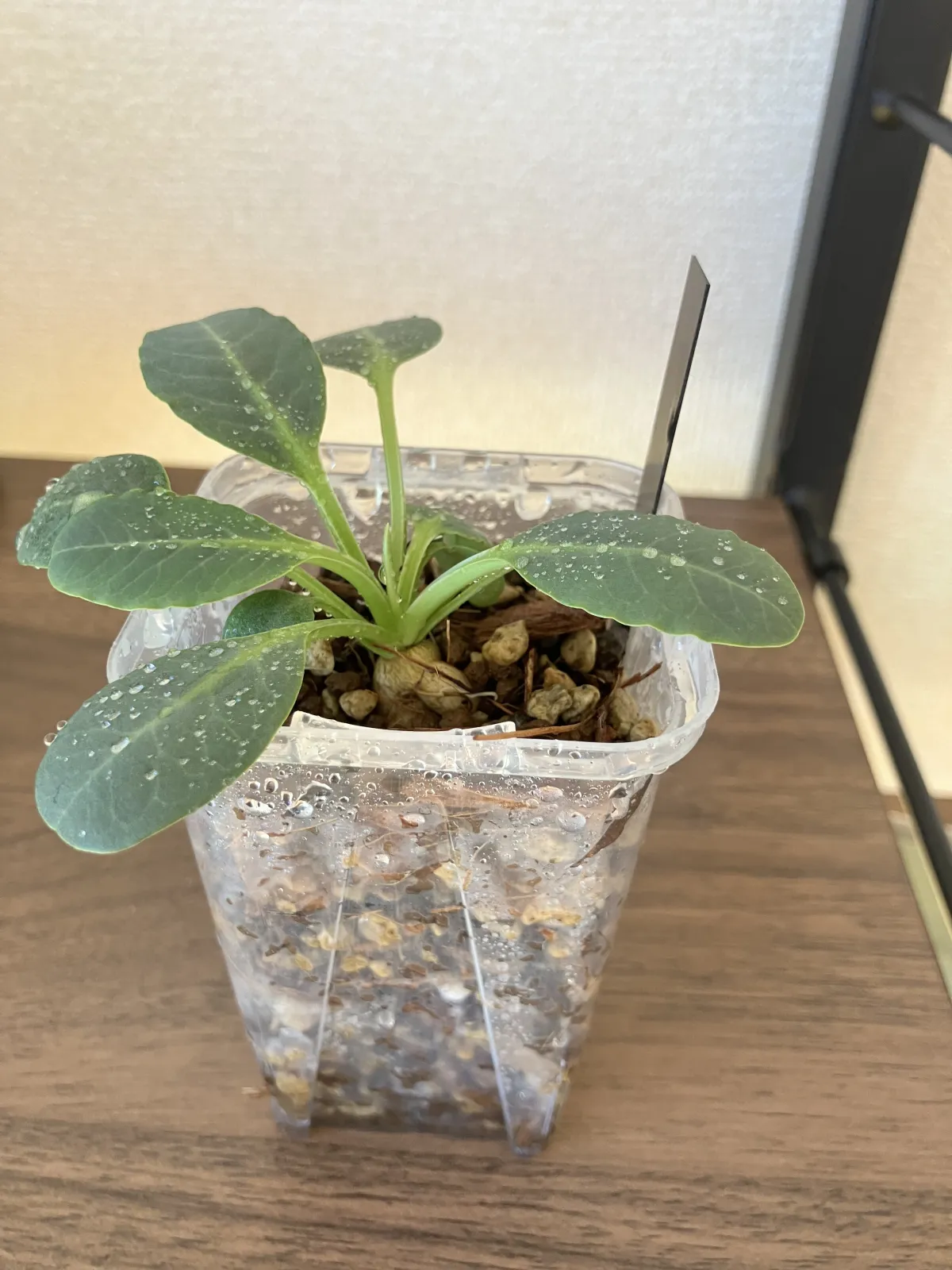 Euphorbia primulifolia (ユーフォルビア プリムリフォリア)