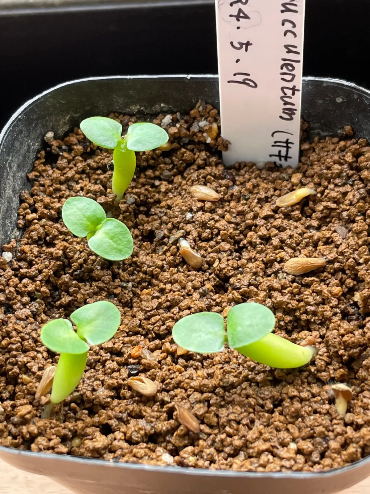 Pachypodium succulentum (パキポディウム サキュレンタム)