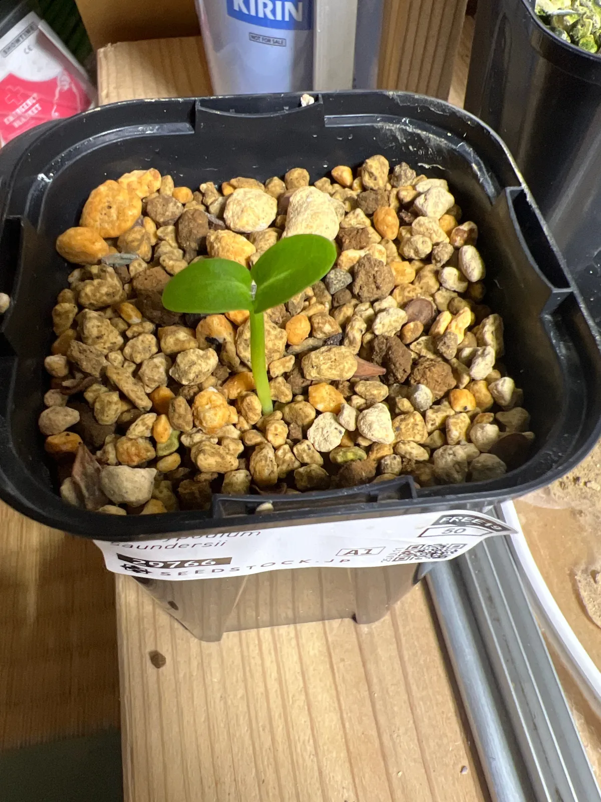 Pachypodium saundersii (パキポディウム サンデルシー)