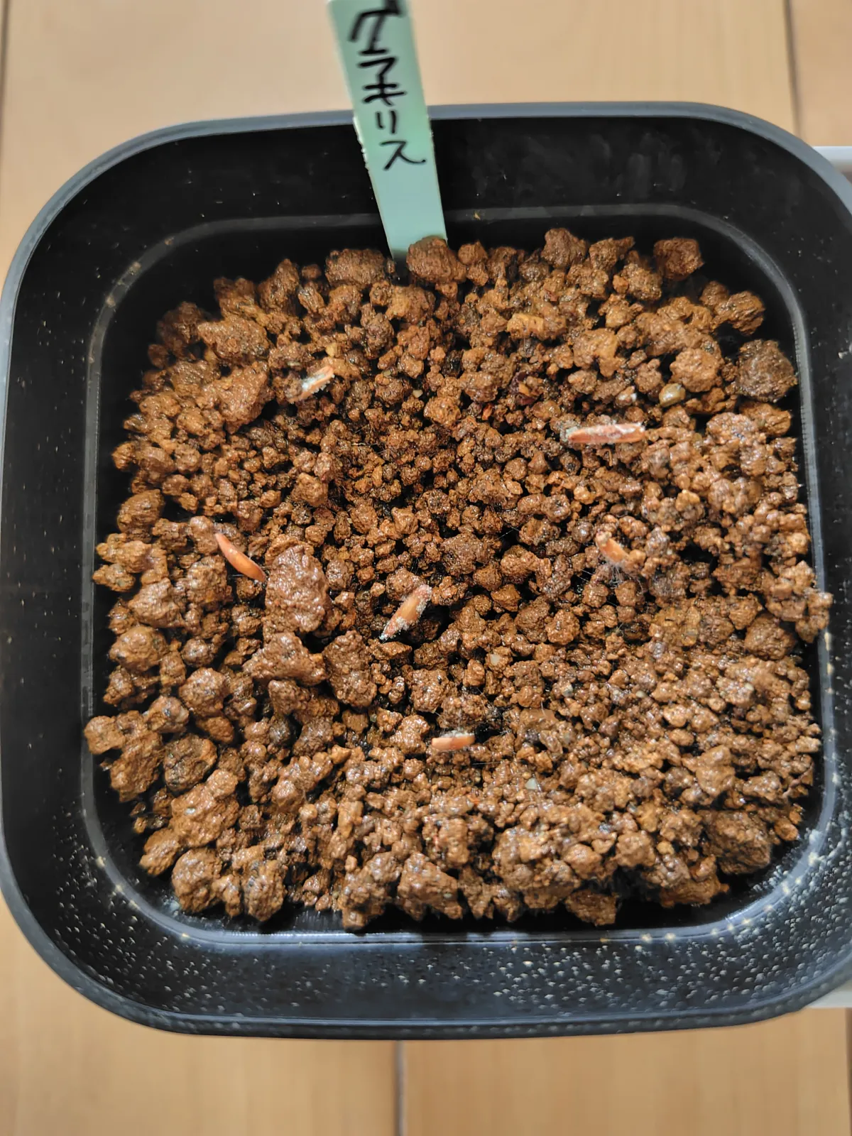 Pachypodium rosulatum var. gracilius ([無料種子] 発芽難 パキポディウム グラキリス　)
