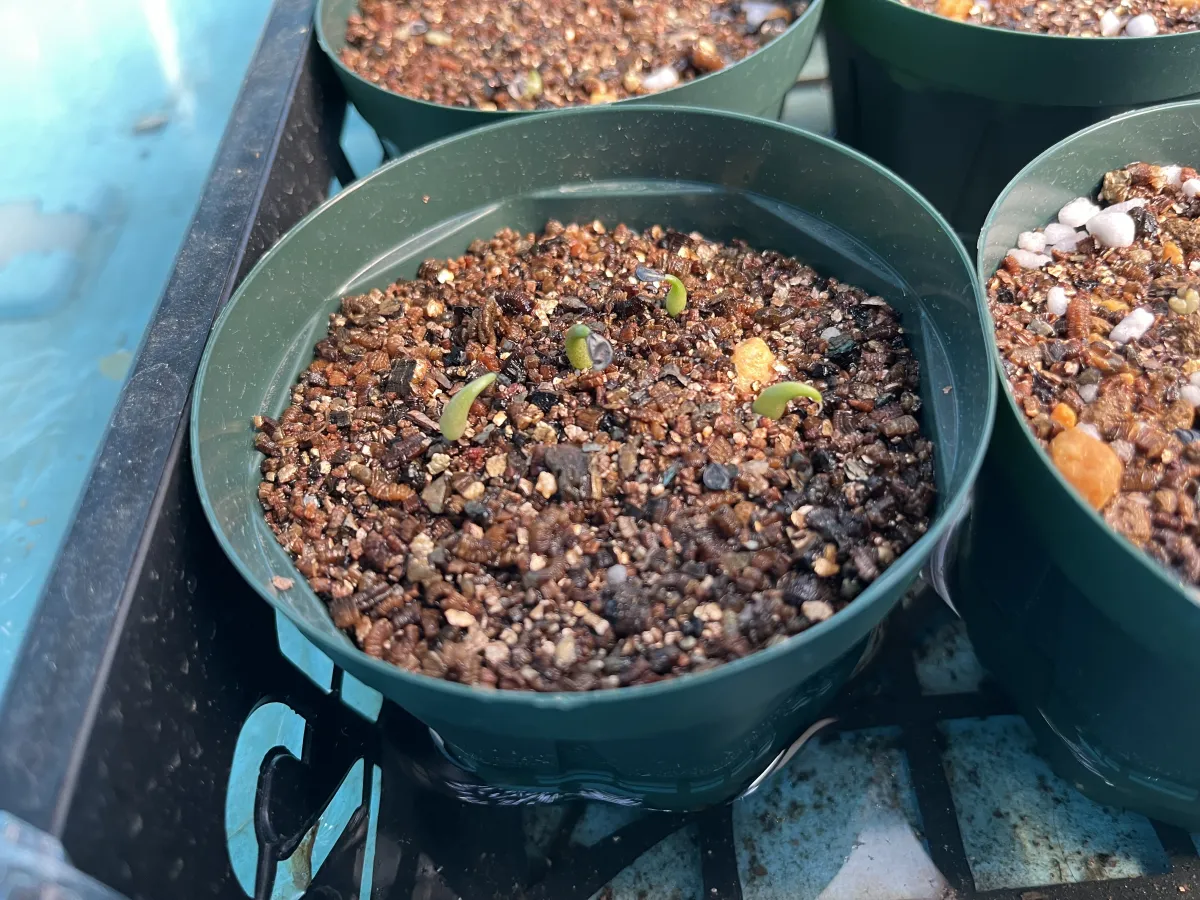 Agave oteroi Lot. (アガベ オテロイ)