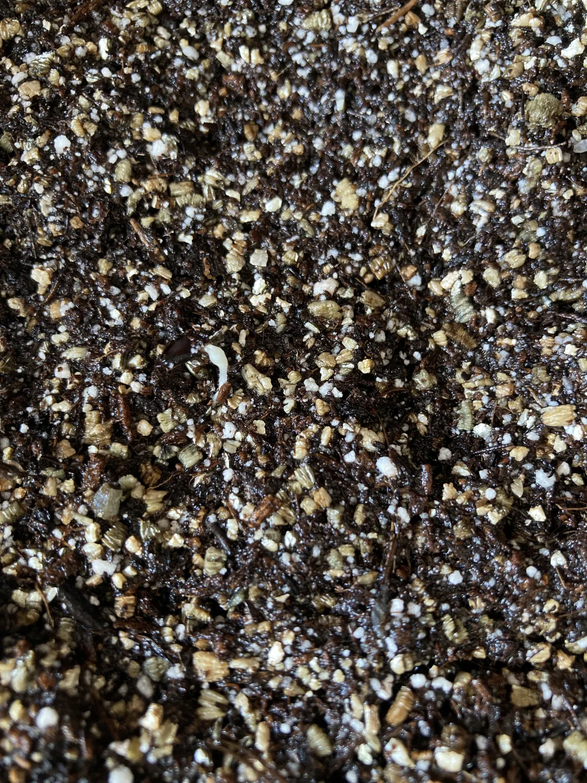 Dioscorea elephantipes ([チャレンジ種子] 亀甲竜)