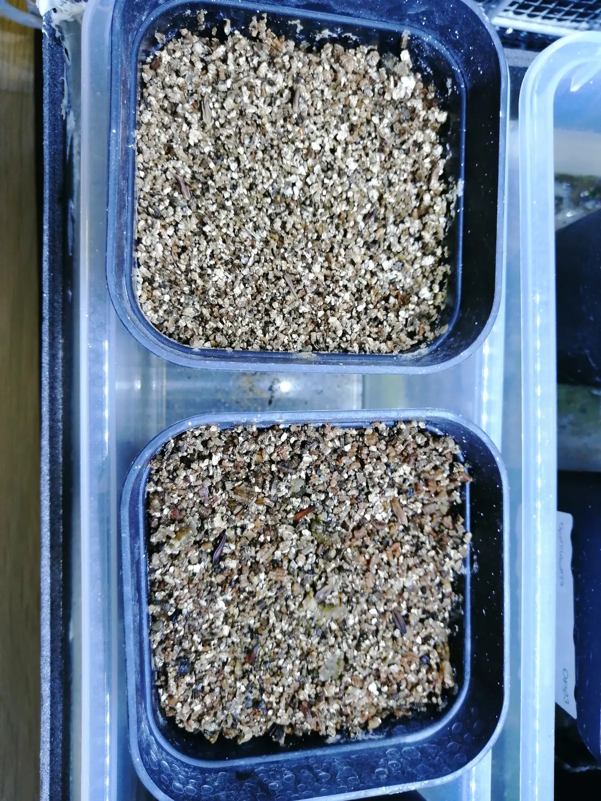 Pachypodium rosulatum var. gracilius ([無料種子] 発芽難 パキポディウム グラキリス　)