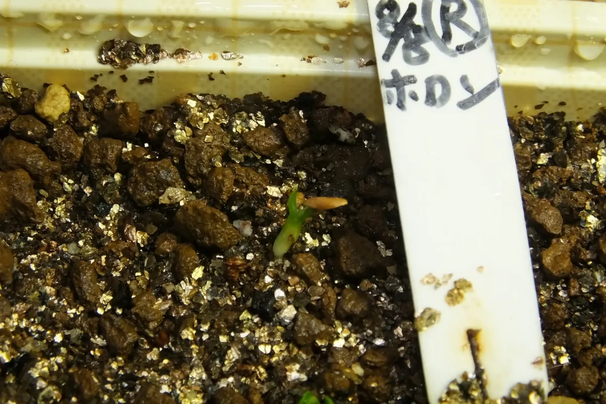 Pachypodium horombense (パキポディウム ホロンベンセ)