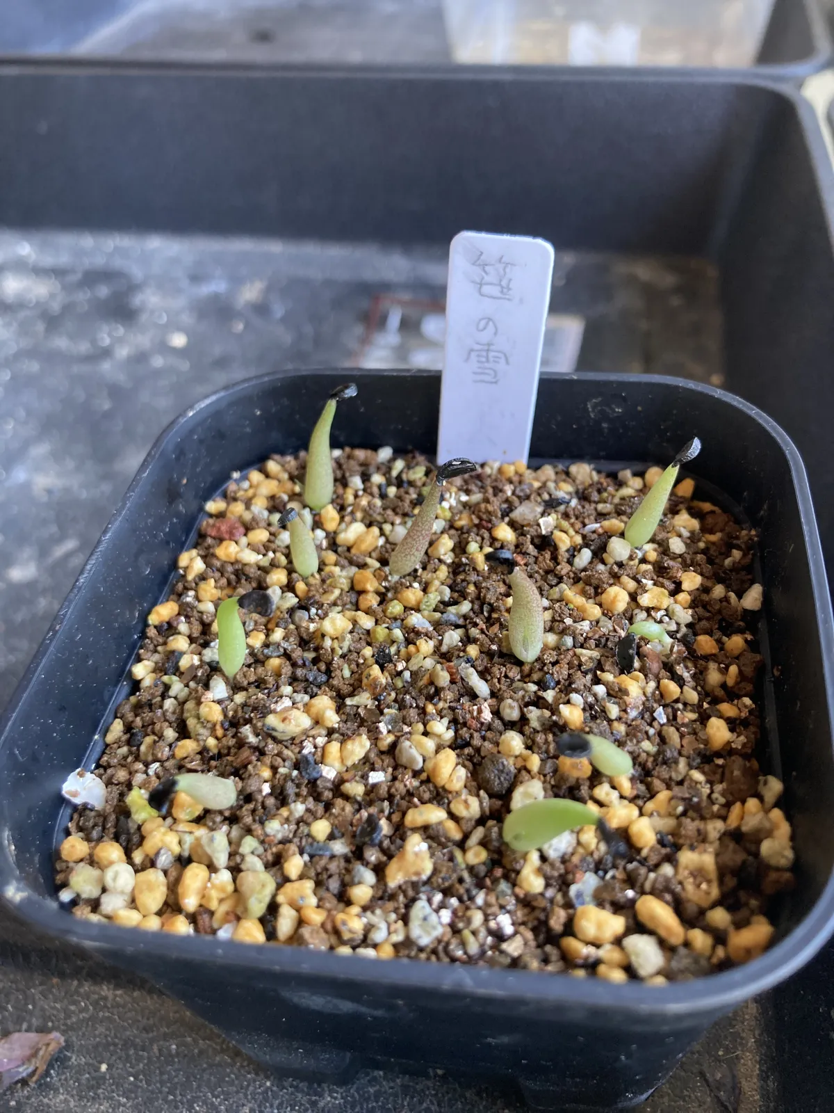Agave victoriae-reginae ssp. victoriae-reginae (アガベ ビクトリアレジーナエ 笹の雪)