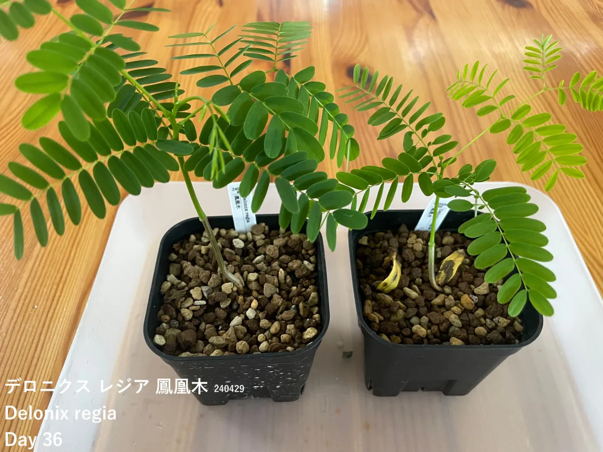 Delonix regia (デロニクス レジア 鳳凰木)