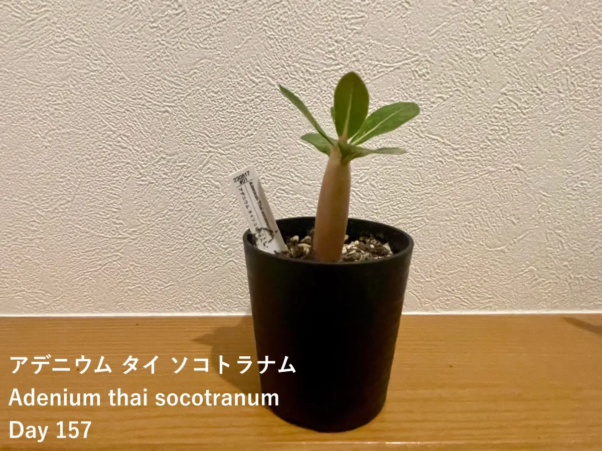 S (アデニウム タイソコトラナム)