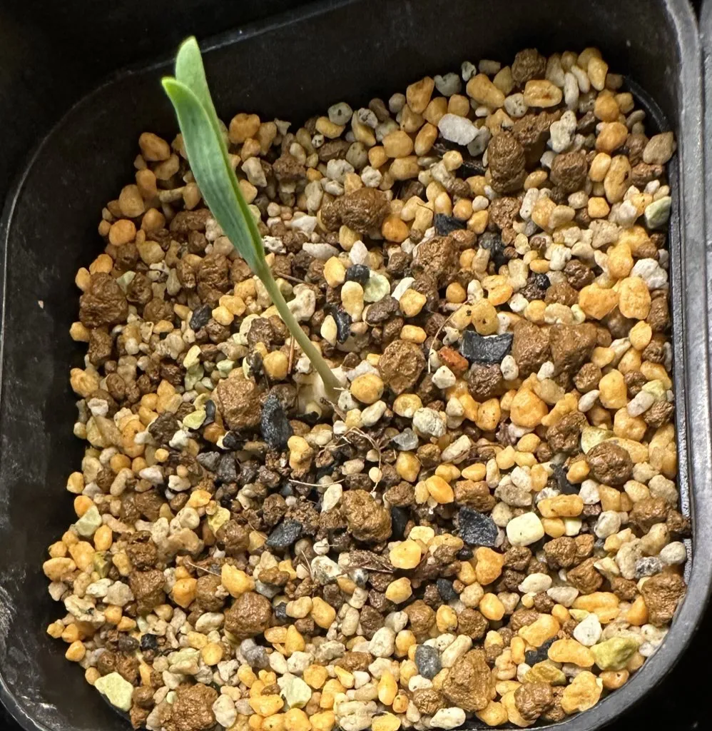 Welwitschia mirabilis ([無料種子/発芽難ロット] ウェルウィッチア ミラビリス 奇想天外)