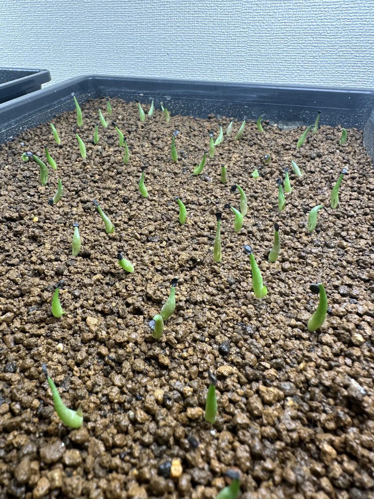 Agave oteroi Lot. (アガベ オテロイ)
