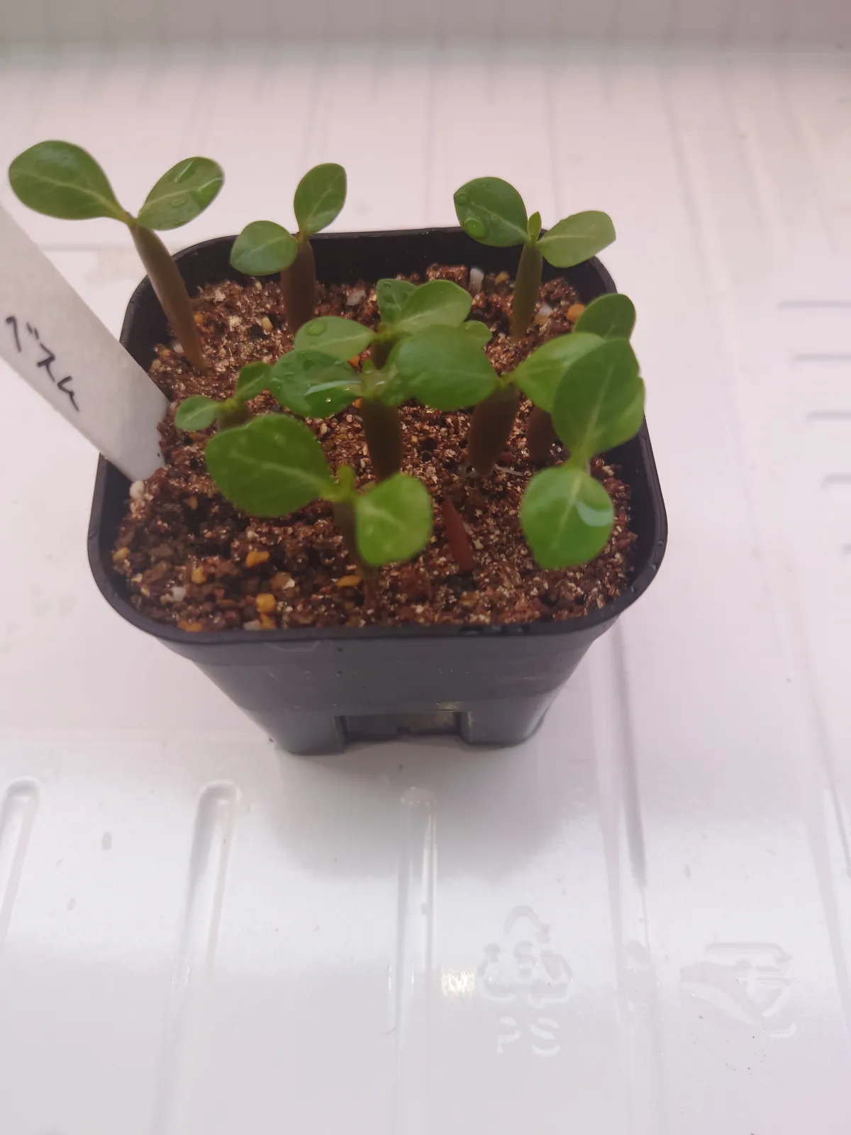 Adenium obesum (アデニウム オベスム)