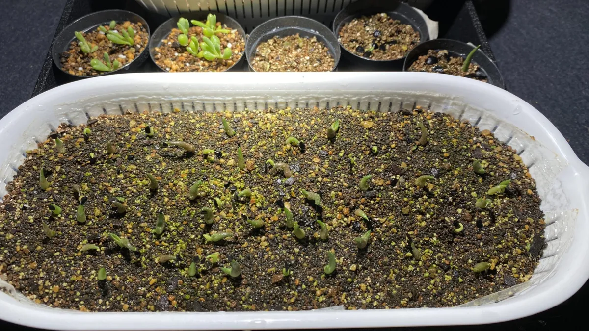 Agave titanota Blue Lot. (アガベ チタノタブルー)