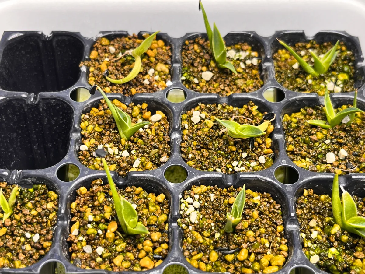 Agave utahensis var. eborispina (アガベ エボリスピナ ヴェガス 2023)