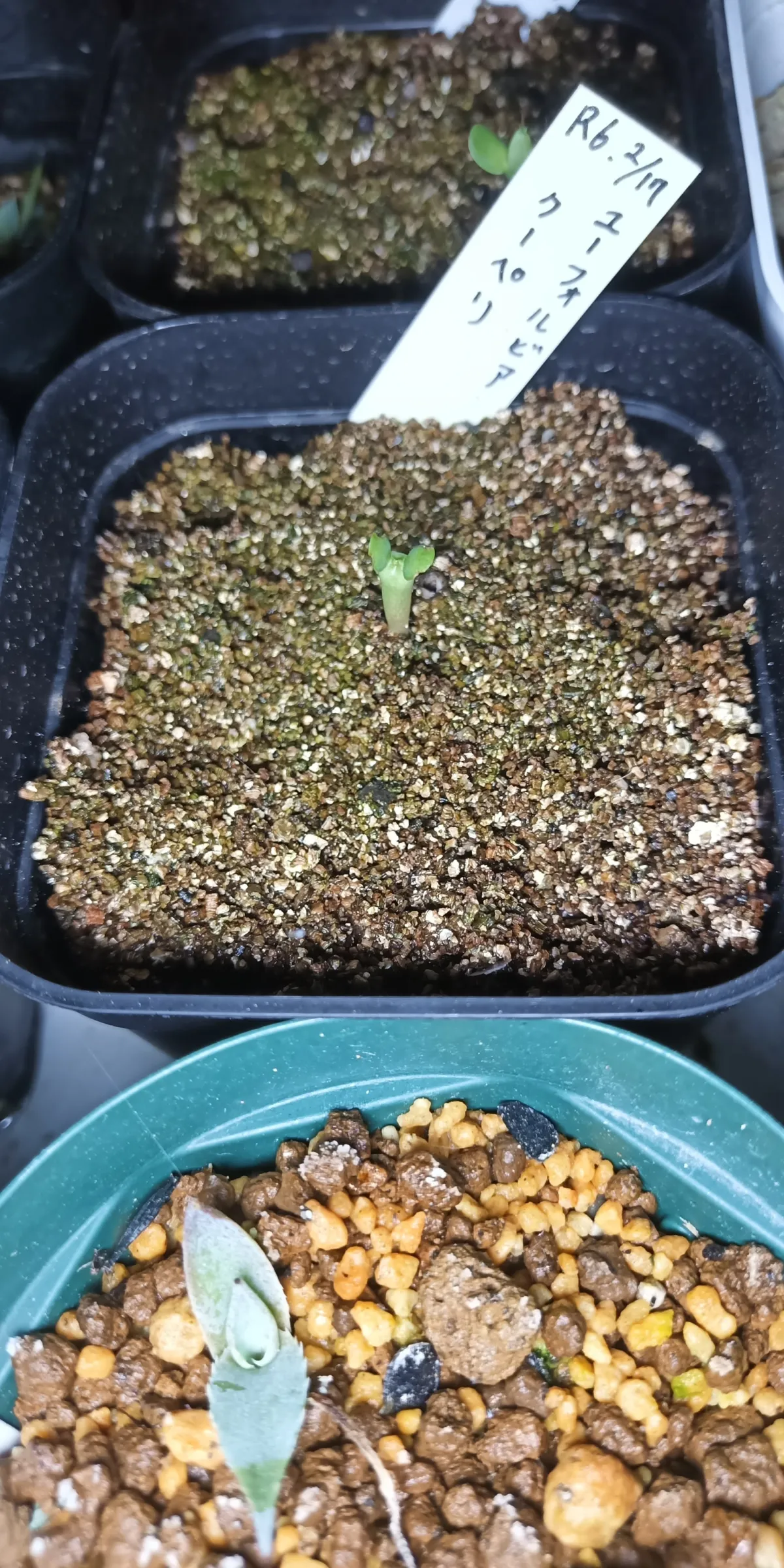 Euphorbia cooperi (ユーフォルビア クーペリ)