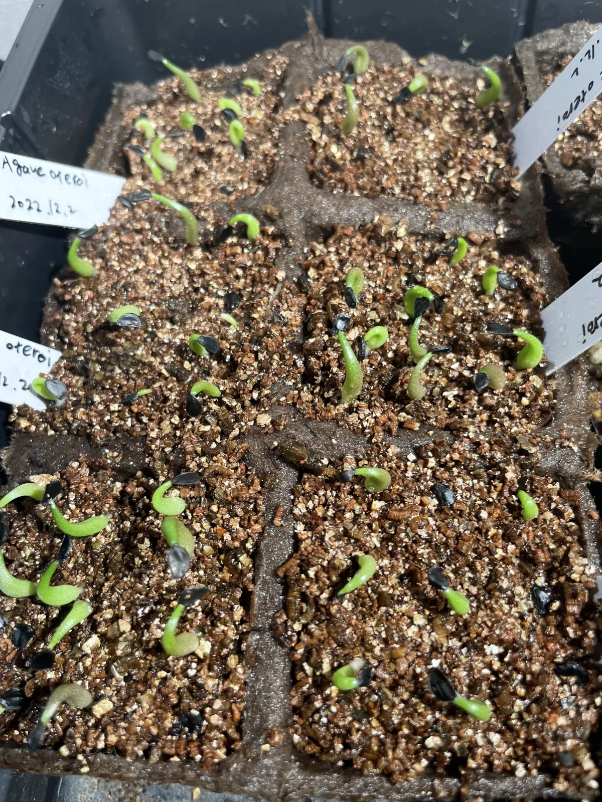 Agave oteroi Lot. (アガベ オテロイ)