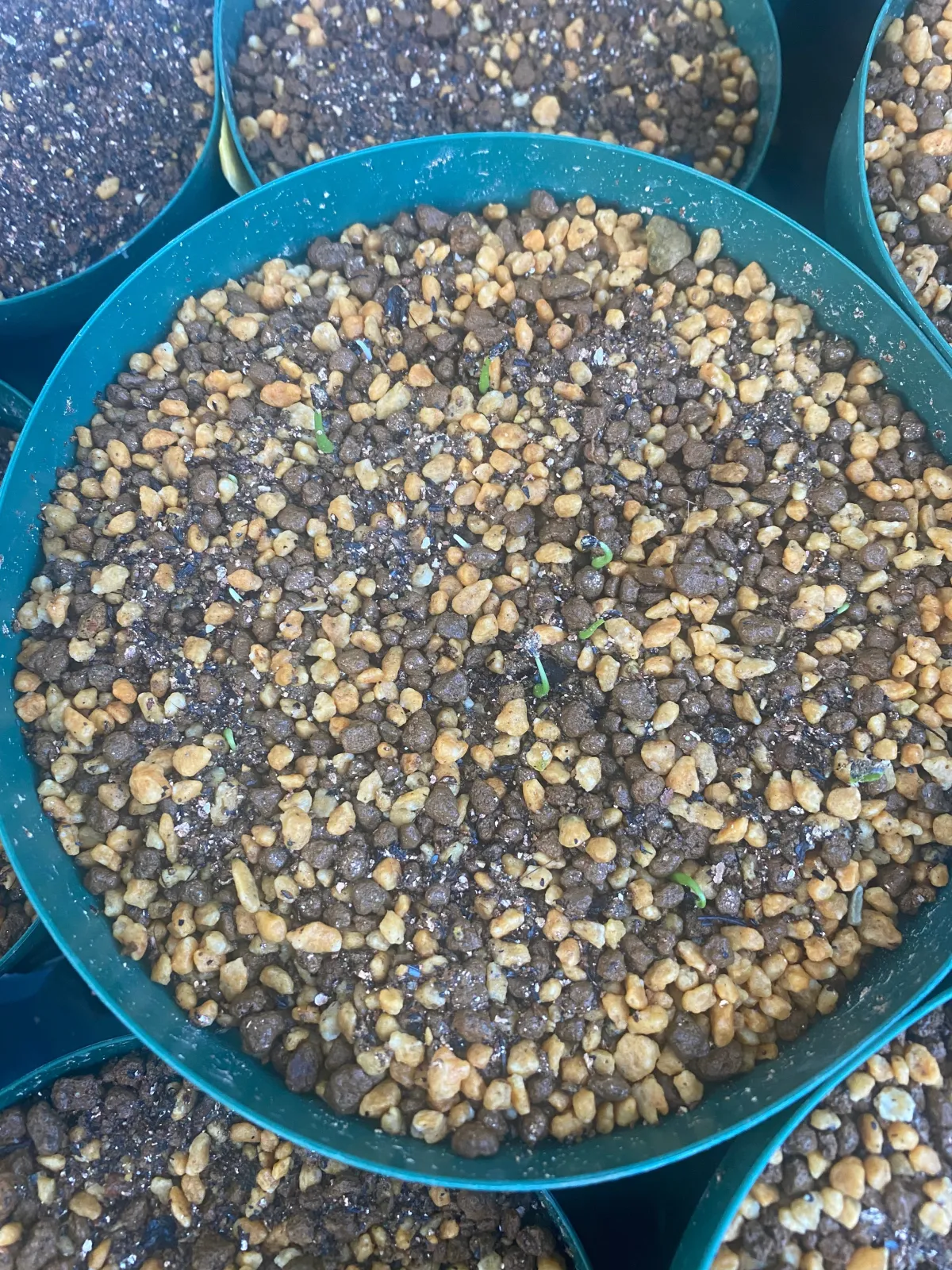 Agave utahensis var. eborispina Vegas (アガベ エボリスピナ ヴェガス)