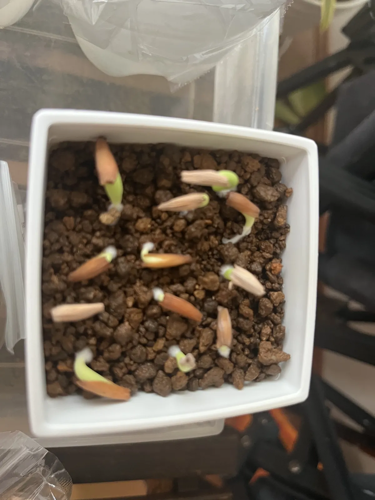 Adenium somalens (アデニウム ソマレンセ)
