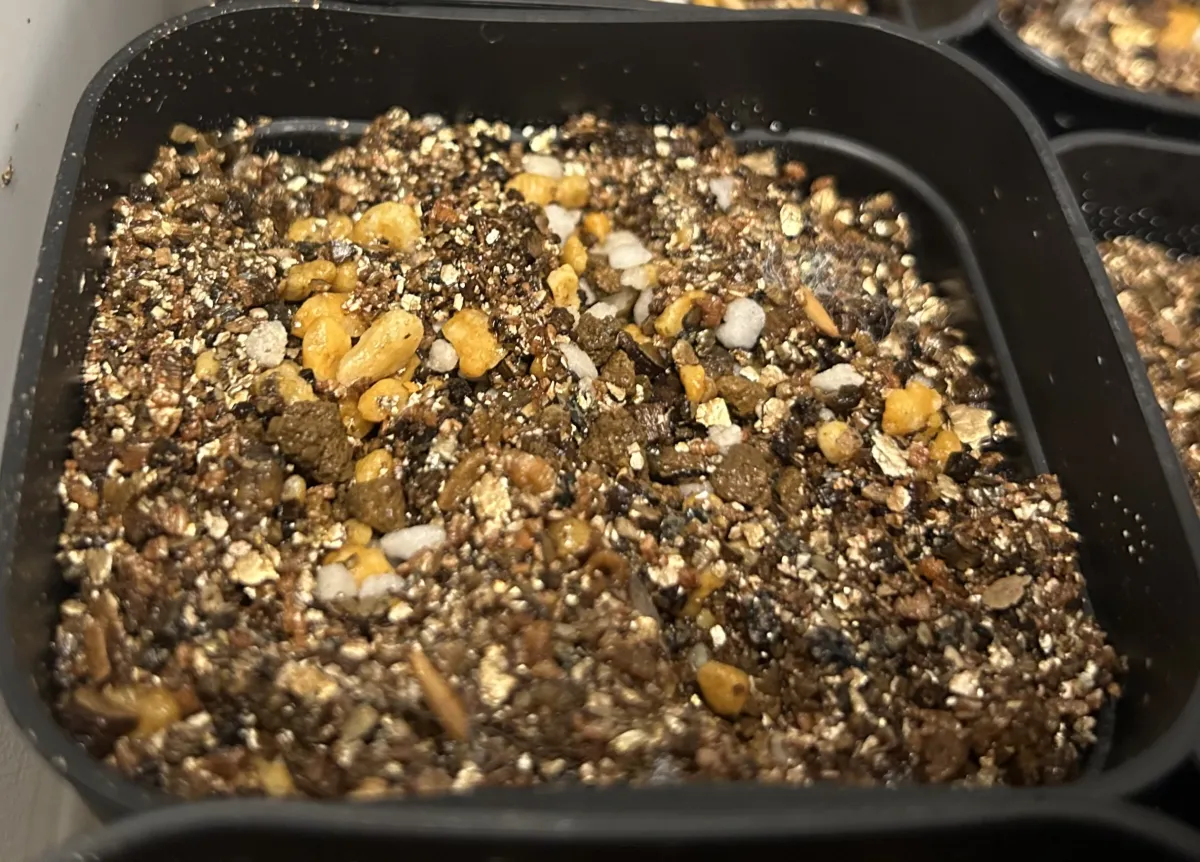 Pachypodium rosulatum var. gracilius ([無料種子] 発芽難 パキポディウム グラキリス　)