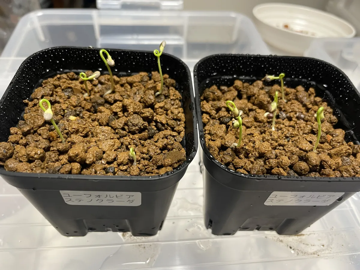 Euphorbia stenoclada (ユーフォルビア ステノクラーダ)