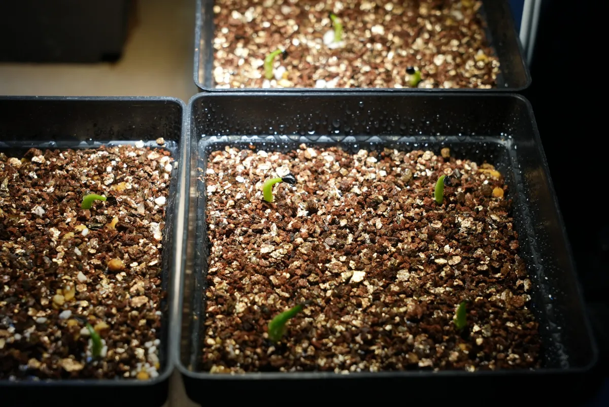 Agave victoriae-reginae var. compact (アガベ ビクトリアレジーナコンパクト)