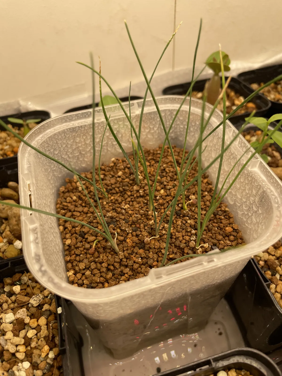 Nolina microcarpa (ノリナ ミクロカルパ)