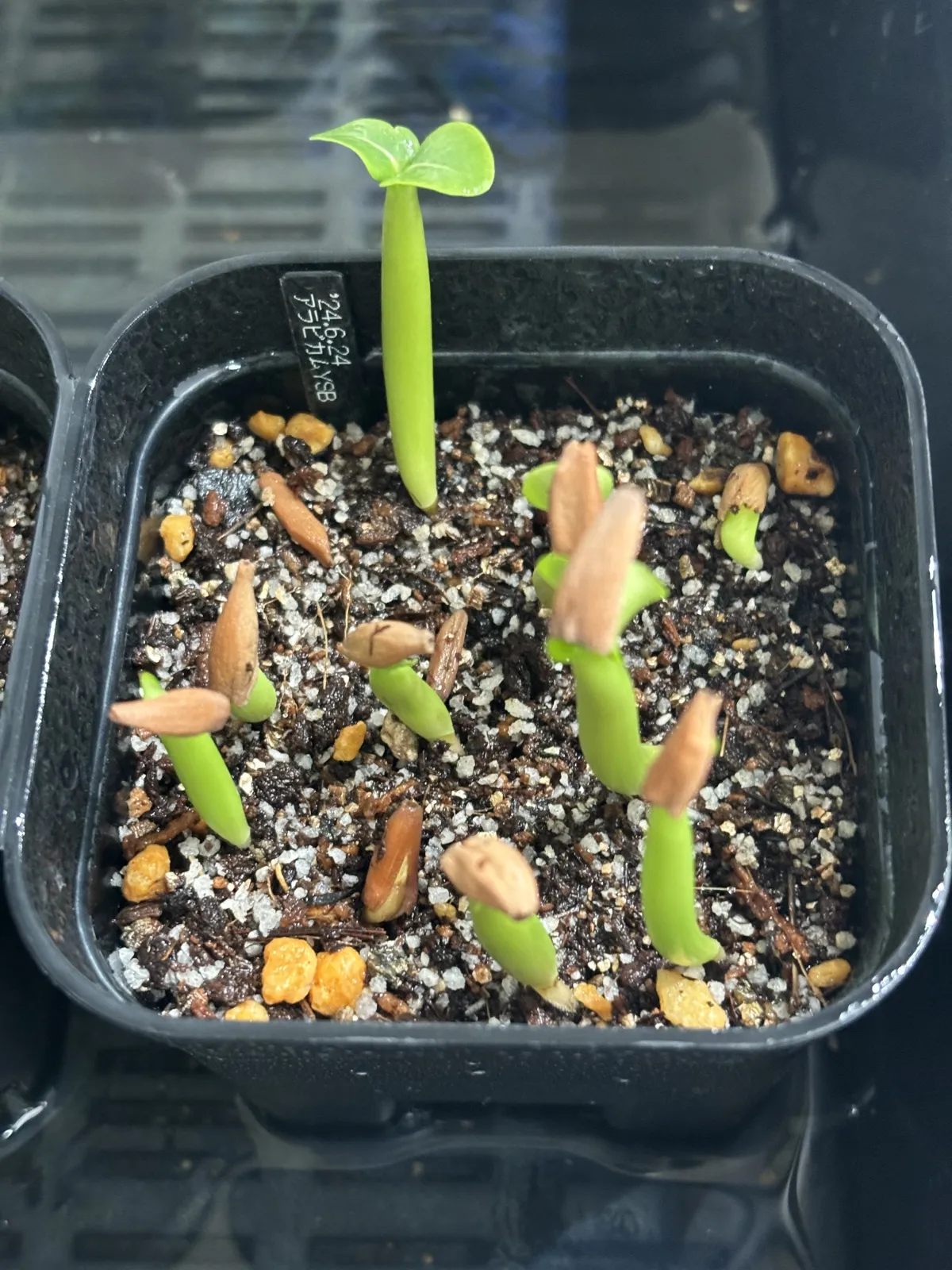 YSB Adenium arabicum Yak Sing Buri (アデニウム アラビカム)