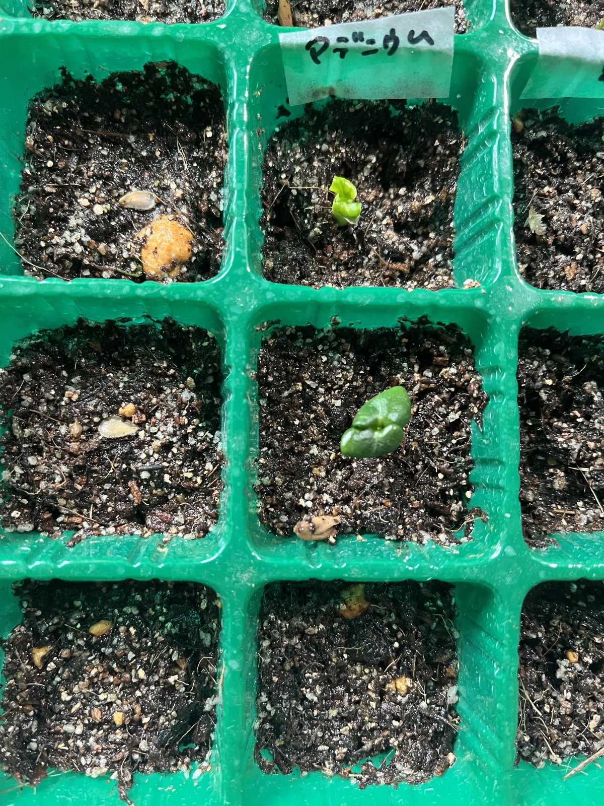 DHA SILA Adenium DHA SILA (アデニウム)