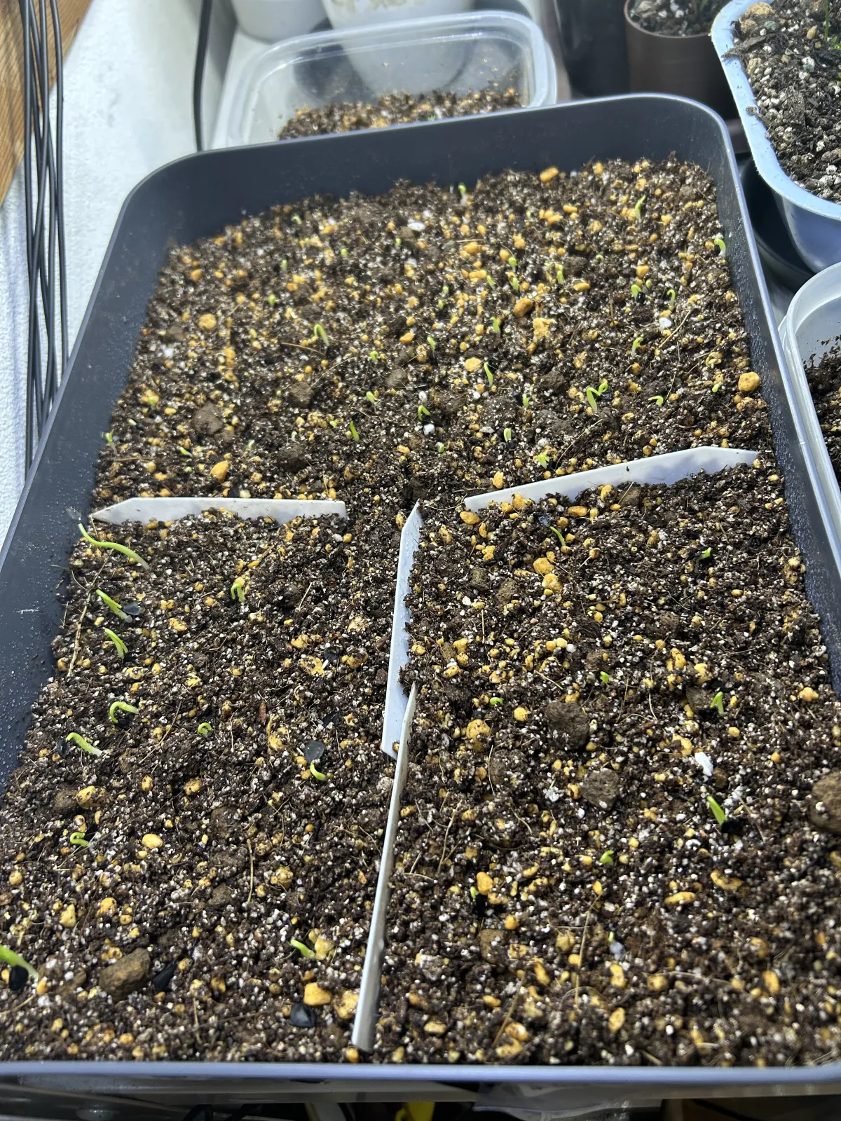 Agave titanota Blue Lot. (アガベ チタノタブルー)