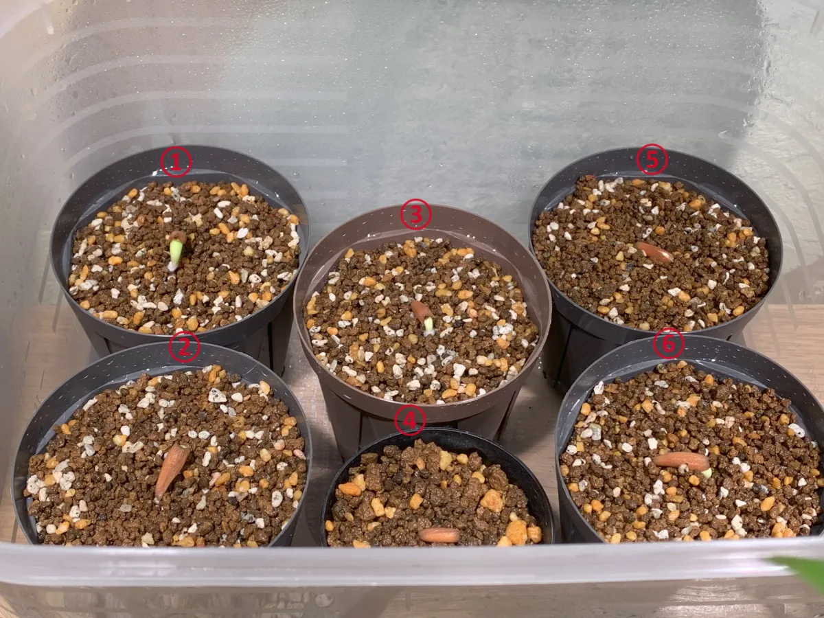 KHZ Adenium thai socotranum KHZ (アデニウム タイ ソコトラナム)