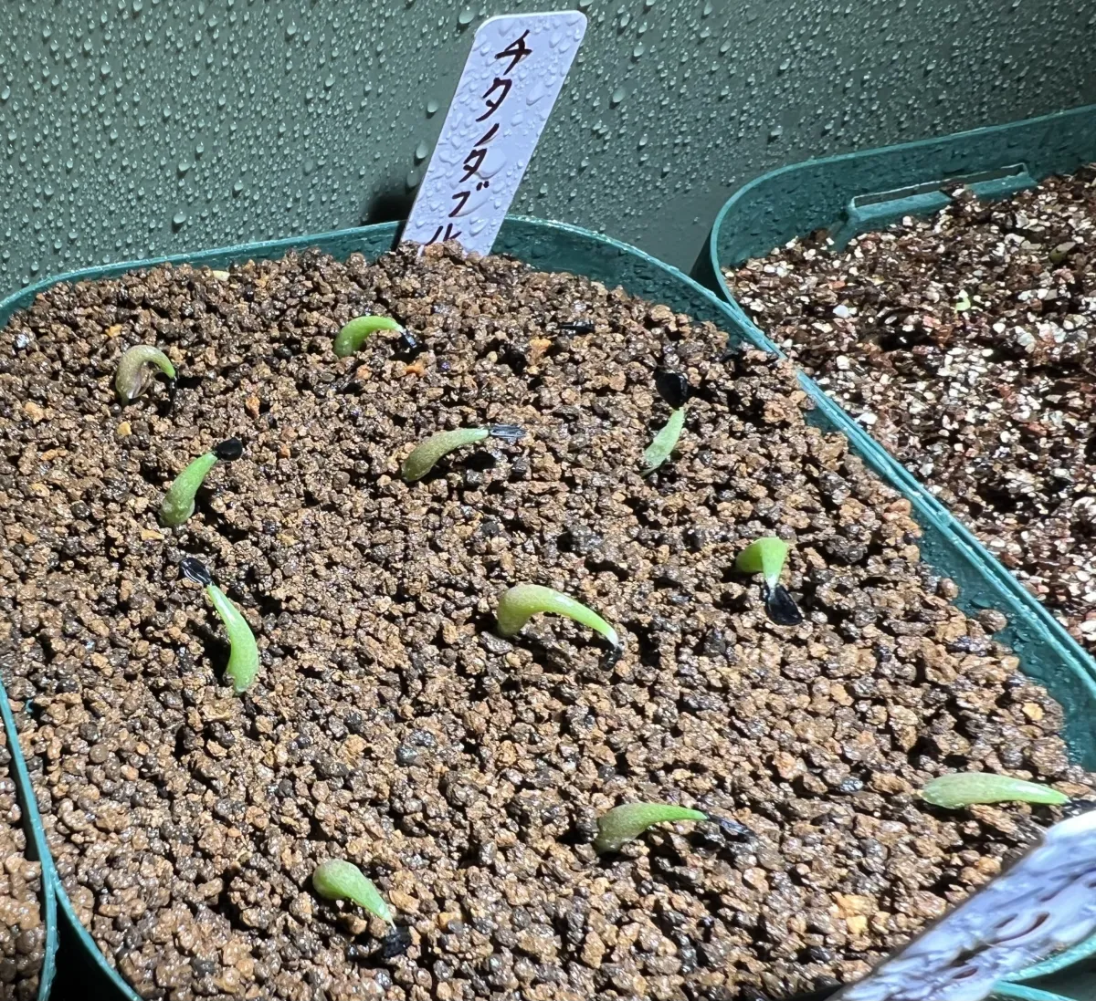 Agave titanota Blue Lot. (アガベ チタノタブルー)