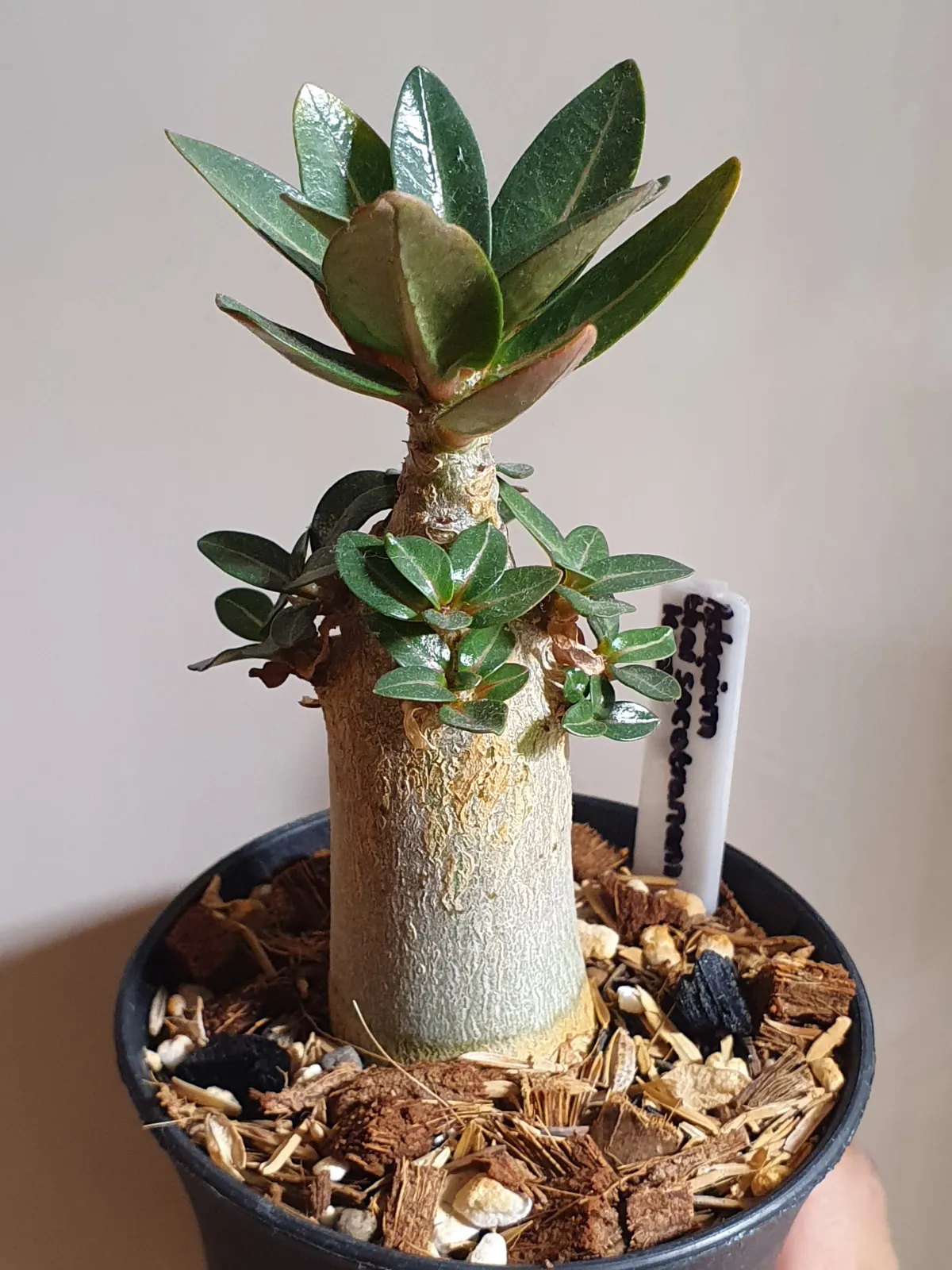 KHZ Adenium thai socotranum KHZ (アデニウム タイ ソコトラナム)