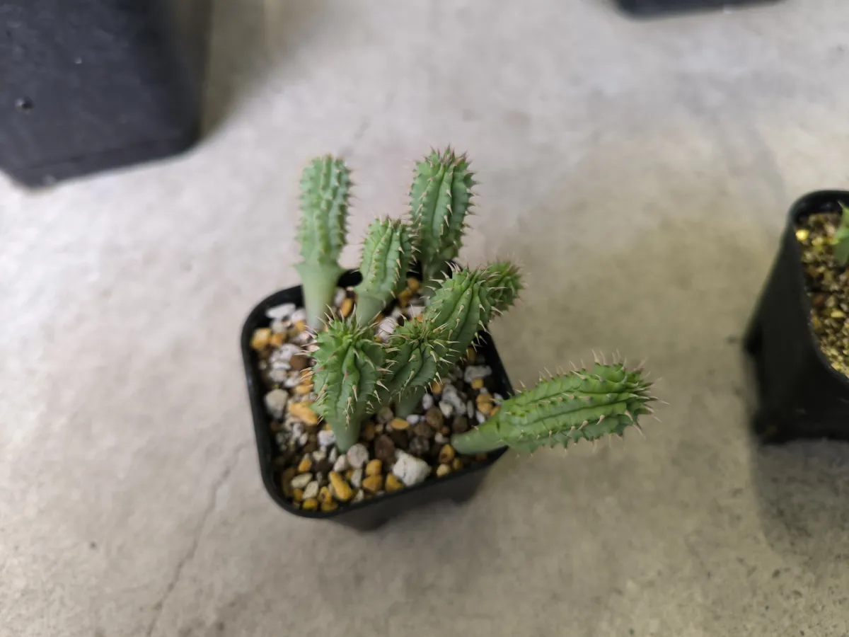 Hoodia curroii ssp. lugardii (フーディア ルガルディ)
