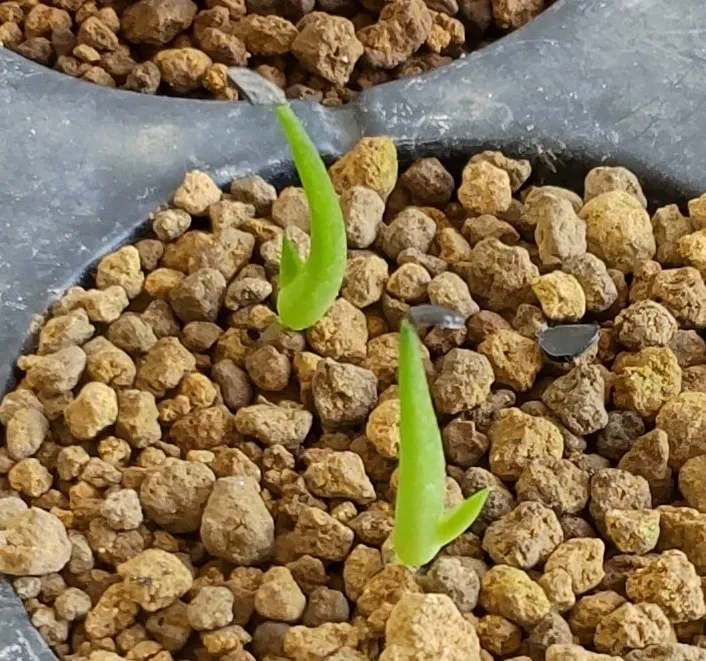 Agave titanota Blue Lot. (アガベ チタノタブルー)